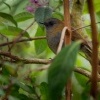 Drozd sedohrdly - Catharus gracilirostris - Black-billed Nightingale-thrush o1477